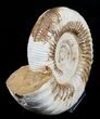 Large Inch Ammonite - Great Display #1962-2